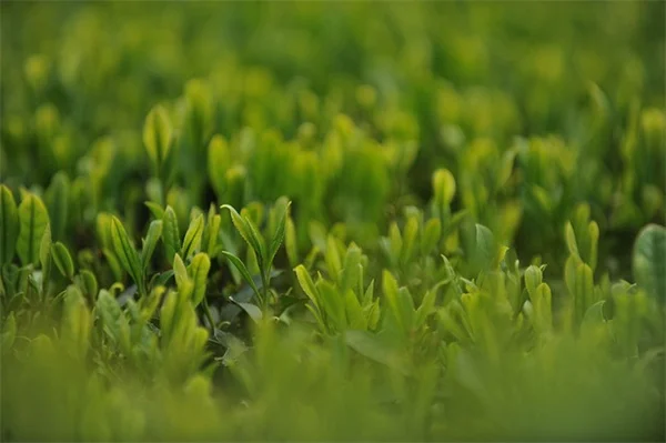 7月の菊の手入れ、秋に花を増やす5つの必須タスク