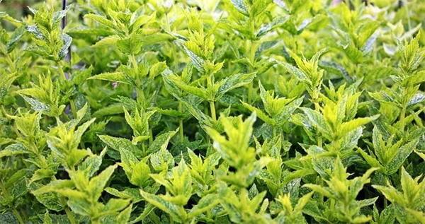 冬越しできる鉢植え6選！一年中美しいコンテナガーデンの作り方