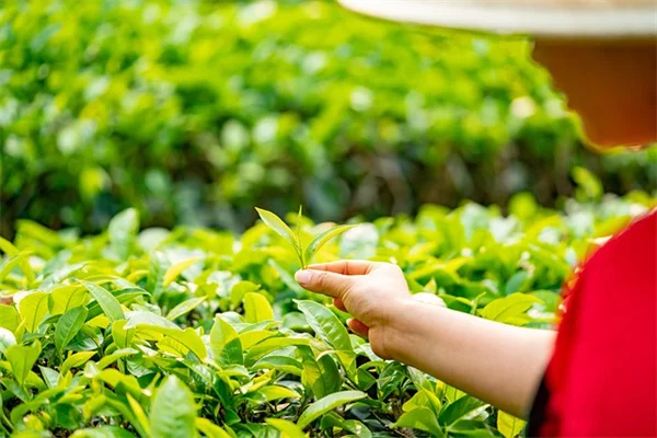 初心者必見！園芸用語5つで理解が変わる
