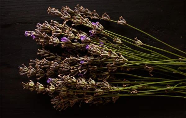 ハチドリを呼ぶ！本当に効果があった花と植物12選【実体験】