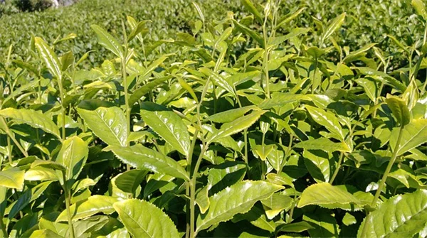 庭でよく見る侵略的ツル植物7種 – 見分けて駆除する方法