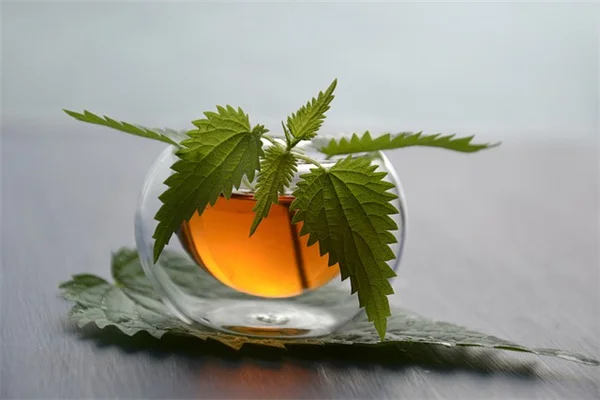 庭でよく見る侵略的ツル植物7種 – 見分けて駆除する方法