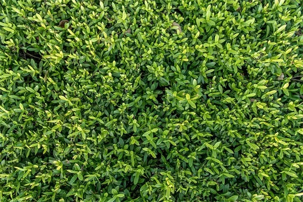 初心者でも育てやすい黒い葉植物5品種と育て方のコツ
